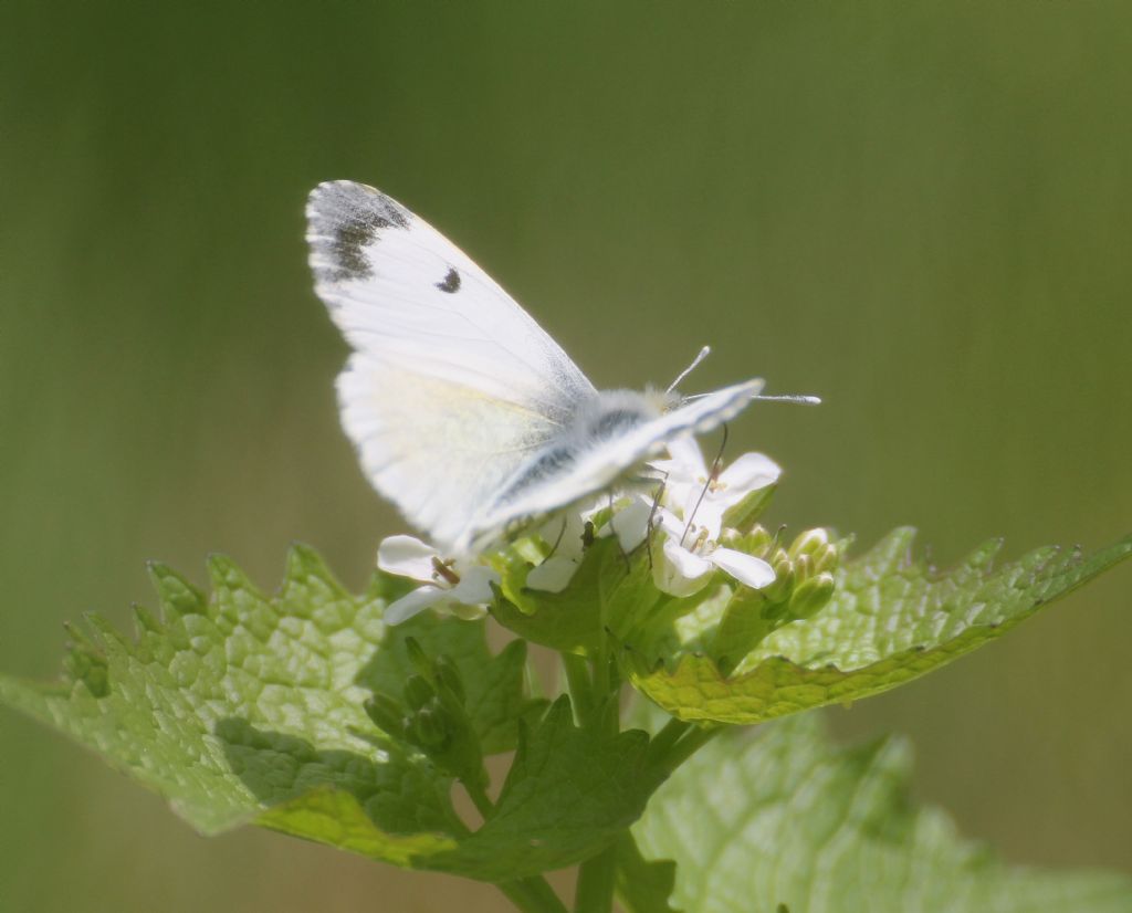 Anthocharis cardamines femmina? S